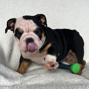 Bulldog Puppy Tarzan