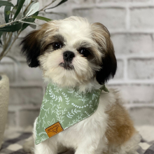 Shih Tzu Puppy Crust