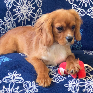 Cavalier King Charles Spaniel Puppy Corduroy