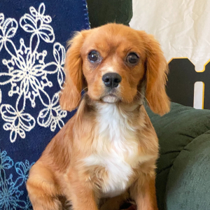 Cavalier King Charles Spaniel Puppy Corduroy