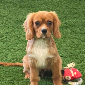 Cavalier King Charles Spaniel Puppy Corduroy