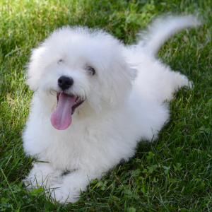 Bichon Frise Puppy Sloane