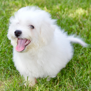 Bichon Frise Puppy Sloane