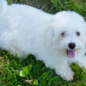 Bichon Frise Puppy Sloane