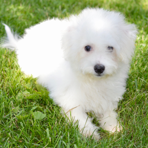 Bichon Frise Puppy Sloane