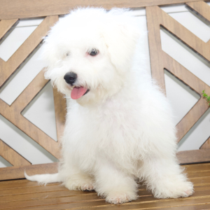 Bichon Frise Puppy Sloane