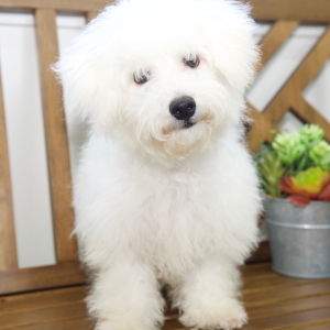Bichon Frise Puppy Sloane