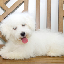 Bichon Frise Puppy Sloane