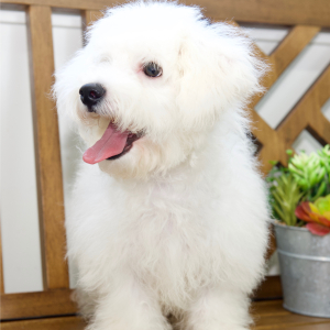 Bichon Frise Puppy Sloane
