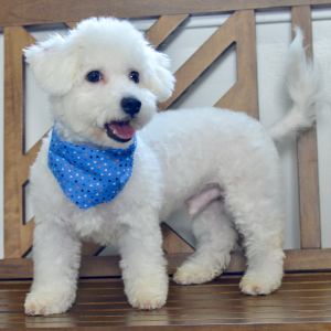 Bichon Frise Puppy Sloane