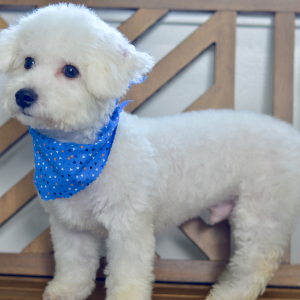 Bichon Frise Puppy Sloane