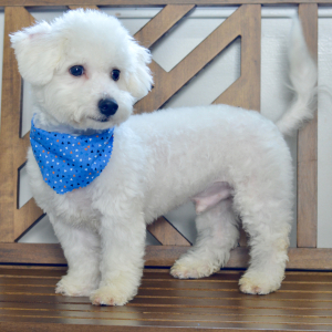 Bichon Frise Puppy Sloane