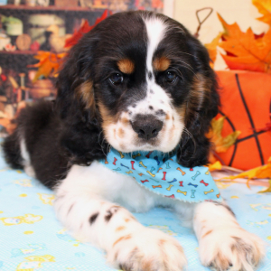 Cocker Spaniel Puppy Farrell