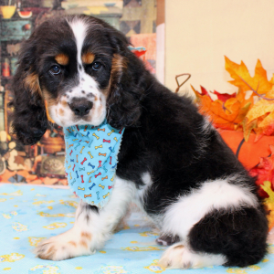 Cocker Spaniel Puppy Farrell