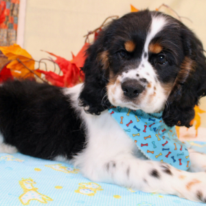Cocker Spaniel Puppy Farrell