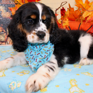 Cocker Spaniel Puppy Farrell