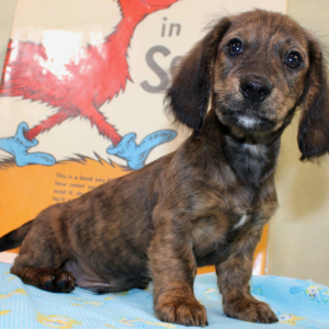 Dachshund Puppy Abbica