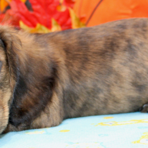 Dachshund Puppy Abbica