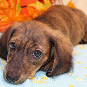 Dachshund Puppy Abbica
