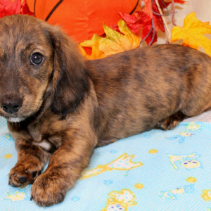 Dachshund Puppy Abbica