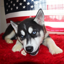 Siberian Husky Puppy Kazer