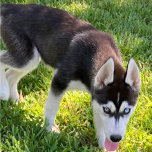 Siberian Husky Puppy Scout