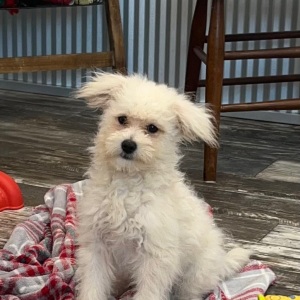 Pomapoo Puppy Noah