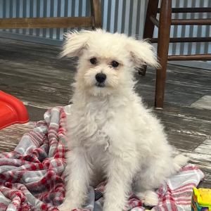 Pomapoo Puppy Noah