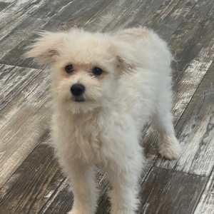 Pomapoo Puppy Noah