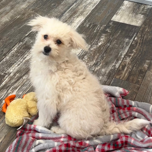 Pomapoo Puppy Noah