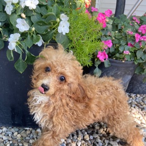 Poodle Puppy Hunter
