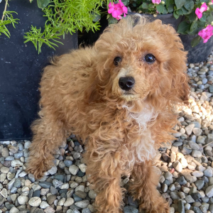 Poodle Puppy Hunter