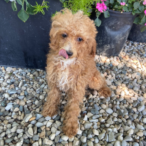 Poodle Puppy Hunter