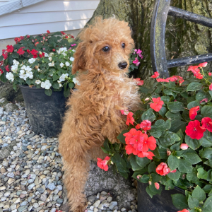 Poodle Puppy Hunter