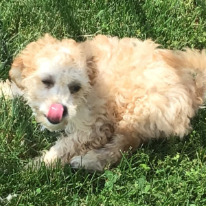 Cavapoo Puppy Shane