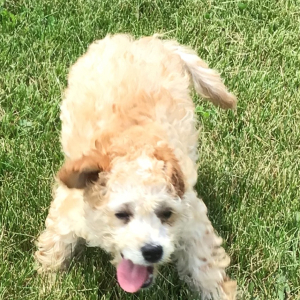 Cavapoo Puppy Shane