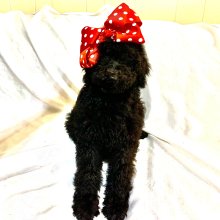 Labradoodle Puppy Chloe