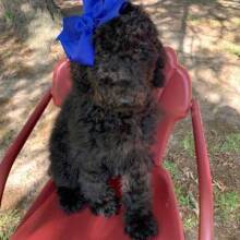 Labradoodle Puppy Chloe