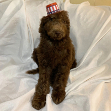 Labradoodle Puppy Rex