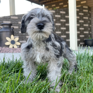 Miniature Schnauzer Puppy Holly