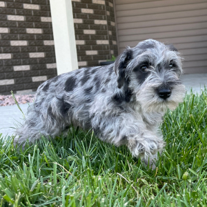Miniature Schnauzer Puppy Holly