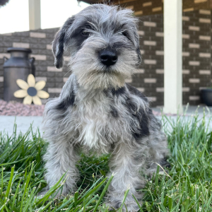 Miniature Schnauzer Puppy Holly