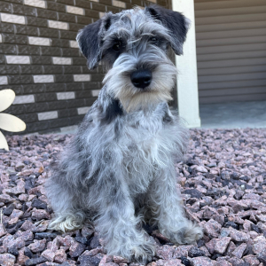 Miniature Schnauzer Puppy Holly