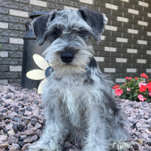 Miniature Schnauzer Puppy Holly