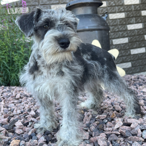 Miniature Schnauzer Puppy Holly