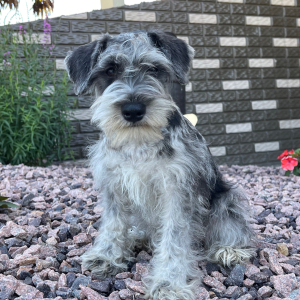 Miniature Schnauzer Puppy Holly