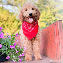 Poodle Puppy Louis V