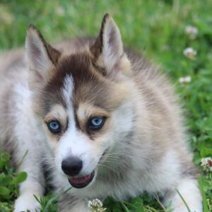 Pomsky Puppy Thingamabob