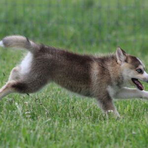 Pomsky Puppy Thingamabob
