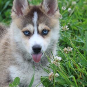 Pomsky Puppy Thingamabob